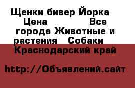 Щенки бивер Йорка  › Цена ­ 30 000 - Все города Животные и растения » Собаки   . Краснодарский край